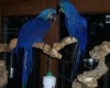 Well-Tamed-Pair-Of-Hyacinth-Macaw-Parrots-For-Adoption