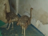 2-to-3-Months-Old-Ostrich-Chicks-and-Fertile-Ostrich-eggs-for-sale