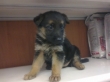 GERMAN-SHEPHERD-PUPPIES-AVAILABLE-FOR-SALE
